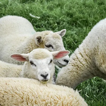 Street House Farm 펜션 솔트번바이더씨